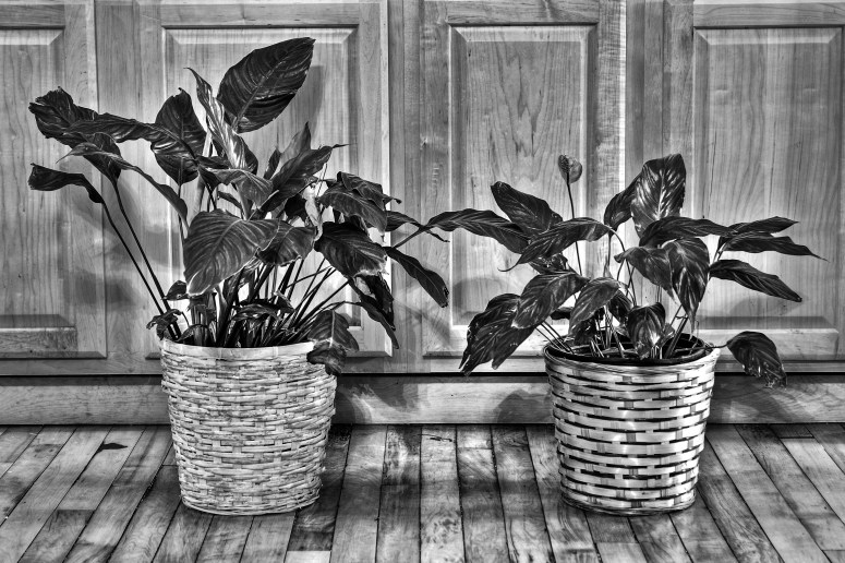 Peace Lillies HDR 7.JPG